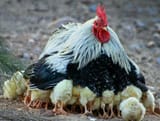 A-rooster-brooding-chicks