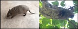 Six-Banded Armadillo &amp; Pale-Throated Three-Toed Sloth