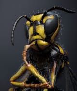 thinking hornet