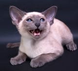 siamese kot
