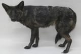 Dogxim