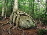 celtis australis roots
