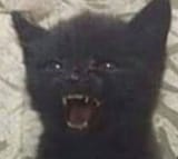 angry-black-cat