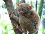 scared tarsier