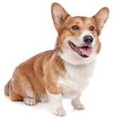 corgi