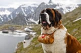Swiss-dog-Saint-Bernard-f