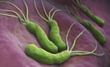 Helicobacter pylori