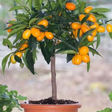 Kumquat