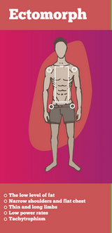 ectomorph 1