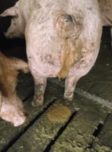 Bloody-Scours-Awareness-Figure-2-Affected-pigs