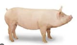 PIGGY