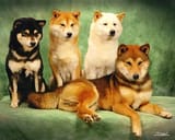 shibe