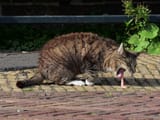 chat-qui-vomit-scaled-3806384528