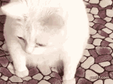 catvomit