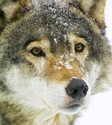 awoo