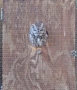 owl for the owlman