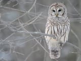 313690-winter-birds-owls