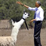 Obama and Mr. Llama
