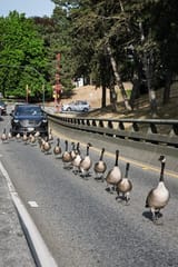 traffic-jam-on-the-overpass-into-downtown-yesterday-v0-4pdwwyysu9bf1