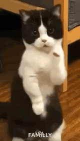 cat-dance-dancing-cat