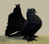 Indian_fantail(black_self)