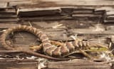 alligatorlizard