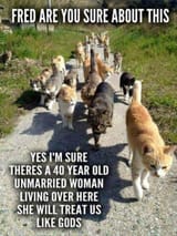Cat Lady Meme