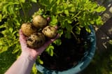 potatogarden