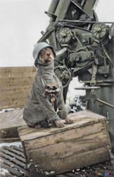 a-german-flak-crew-photo-of-their-regimental-mascot-wearing-v0-4uvszmbygl4d1