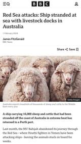 Red Sea sheep