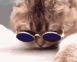 cat-cool