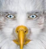 EAGLE_