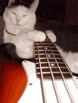 cat-guitar