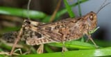 brown locust