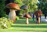 mushrooms005