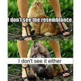 pussybeaver
