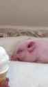 piggu treat_thumb.jpg