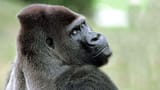 cute-gorilla-f7ma0pw6bjtd40o9-2591139035