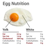 egg