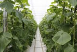 greenhouse Canada