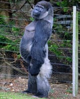 b3717db60dde030151eb7fcdcdaee855--silverback-gorilla-creature-concept-4070278699
