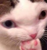 Ponder Kitty