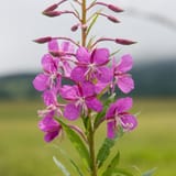 weidenröschen