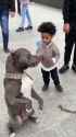 Pitbull vs kid_thumb.jpg