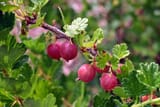 red gooseberry
