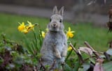 Keep-rabbits-out-of-your-garden-630x400