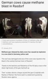 Cow farts explosion 