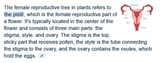 female_reproductive_tree