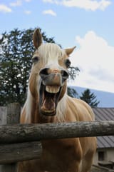 austrian woman smiling