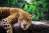 Jag
